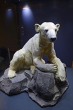 Preparation of the Polar bear