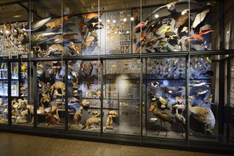 Glass cabinets with various exhibits of animals
