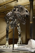 The far best preserved skeleton of Tyrannosaurus rex or T. rex