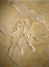 Worldwide most significant fossil of Archaeopteryx