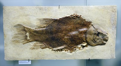 Fossil specimen of Scheenstia