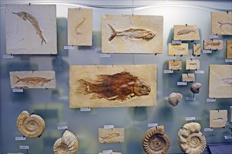 Various underwater animal fossils