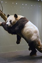Preparation of the Panda bear
