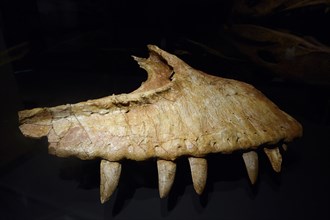 Part of the jaw of the carnivorous dinosaur