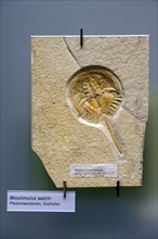 Fossil specimen of a horseshoe crab