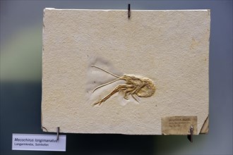 Fossil specimen of a Mecochirus longimanatus