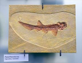 Fossil of the extinct shark Paraorthacodus spec.