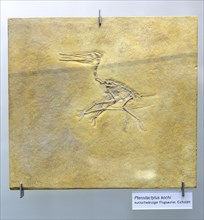 Fossil of Pterodactylus kochi