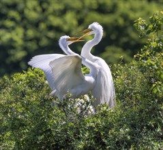 Courtship of Great Egrets