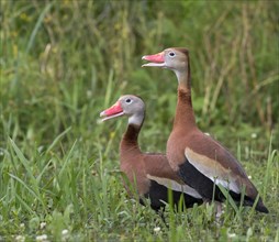 A pair of Black-bellied Whistling Ducks