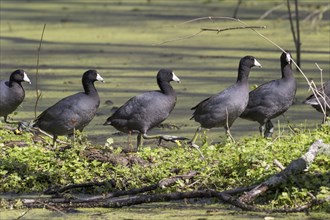 A group of American Coots