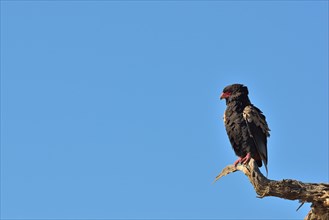 Bateleur or Bateleur Eagle
