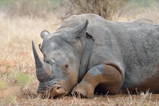 White Rhinoceros or Square-lipped Rhinoceros