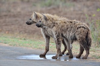 Spotted Hyenas or Laughing Hyenas