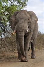 African Bush Elephant