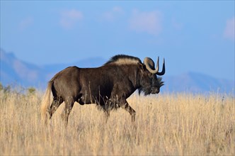Black wildebeest or White-tailed gnu