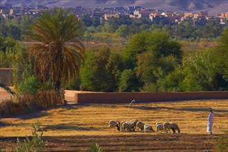 Shepherd at Taourirt Kasbah