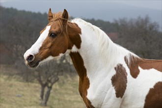 Piebald pinto stallion