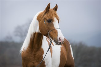 Piebald pinto stallion