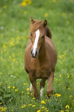 Arabian yearling mare trotting in meadow