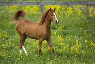 Arabian yearling mare trotting in meadow