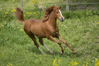 Arabian yearling mare galloping in meadow