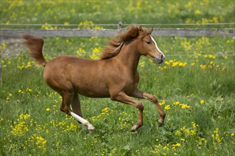 Arabian yearling mare galloping in meadow