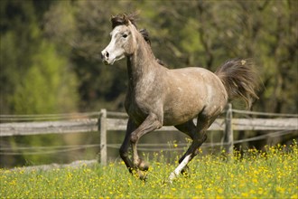 Arabian mare galloping in meadow
