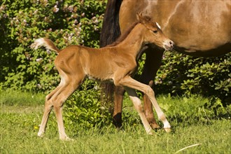 Arabian chestnut filly with its mother