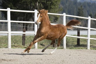 Arabian filly galloping
