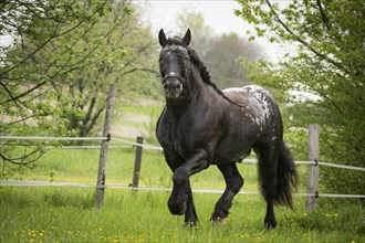 Noriker stallion in flower meadow