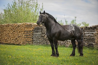 Noriker stallion in flower meadow