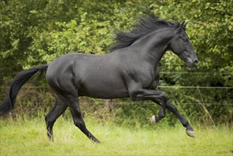 Spanish stallion