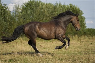 Spanish stallion galloping