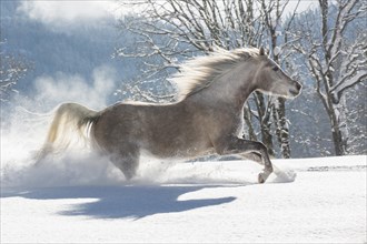 Thoroughbred Arabian mare in the snow