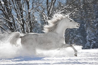 Thoroughbred Arabian mare in the snow