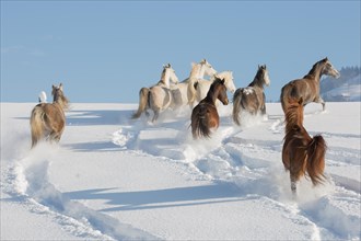 Herd of thoroughbred Arabian mares in the snow