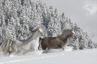 Thoroughbred Arabian mares in the snow