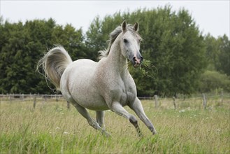 Arabian mare galloping