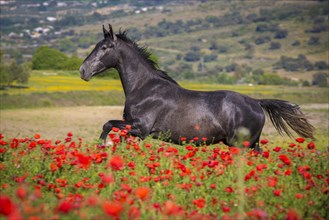 Spanish stallion in a poppy field