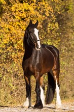 Shire horse in autumn