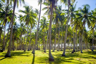 Palm tree plantation at Nacpan Beach
