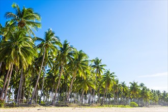 Palm trees along the white sand beach at Nacpan Beach