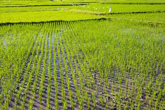 Lush green rice fields