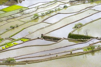 Elevated view of flooded rice terraces during early spring planting season