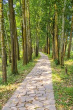 Path through wooded forest