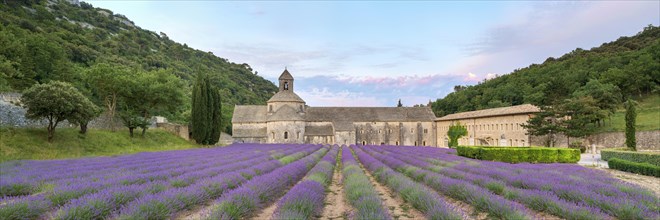 Lavender fields in full bloom in early July in front of Abbaye de Senanque Abbey at sunrise