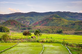 Rice paddies in Chu Yang Sin National Park or Vuon quoc gia Chu Yang Sin