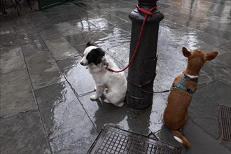 Two mixed breed dogs in the rain
