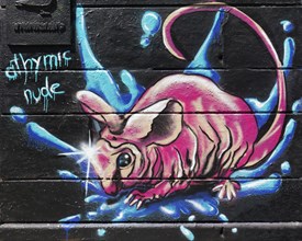 Athymic nude mouse